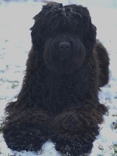 a shaggy black dog laying in the snow