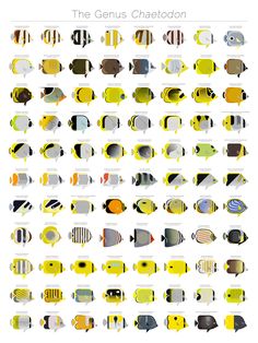 a poster with different types of fish in yellow, black and grey colors on it