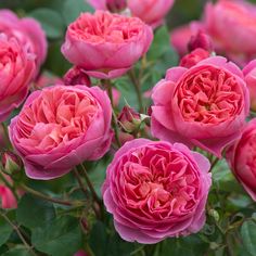 many pink roses are blooming in the garden