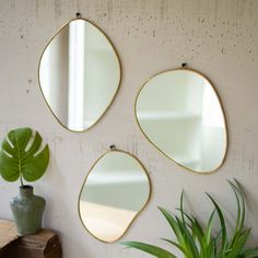 three mirrors hanging on the wall next to a potted plant