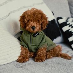 a brown dog sitting on top of a bed next to pillows and blankets, wearing a green jacket