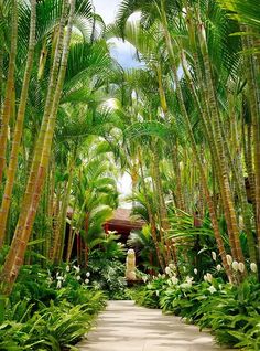 an outdoor walkway surrounded by palm trees and flowers