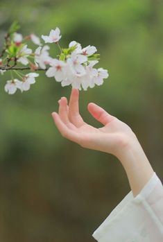 a person holding out their hand with white flowers on the branch in front of them