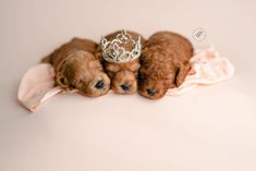 two puppies wearing crowns on top of each other