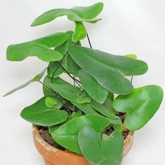 a small potted plant with green leaves