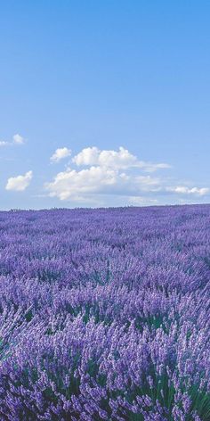 a large field full of purple flowers under a blue sky with white clouds in the background