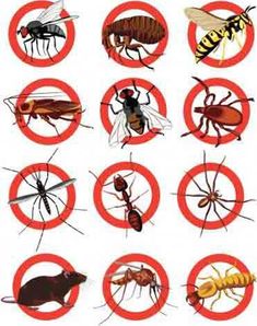 many different types of mosquitoes in red circles