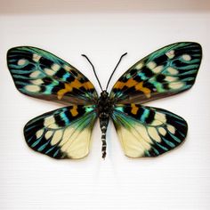 a colorful butterfly sitting on top of a white surface