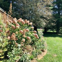 some pink flowers are in the middle of a garden with green grass and trees behind it