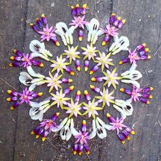 a group of purple and white flowers arranged in a circle