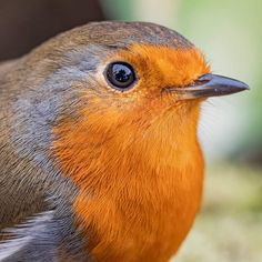 a close up of a bird with an orange head and black body, looking at the camera