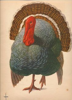 a turkey with a red head and tail