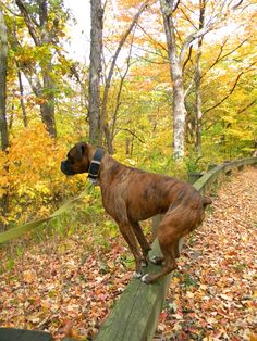 a brown dog standing on top of a wooden rail in the woods next to trees