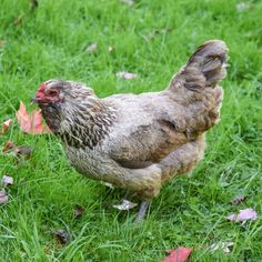 a brown and white chicken standing on top of green grass