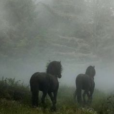 three horses are running in the foggy field