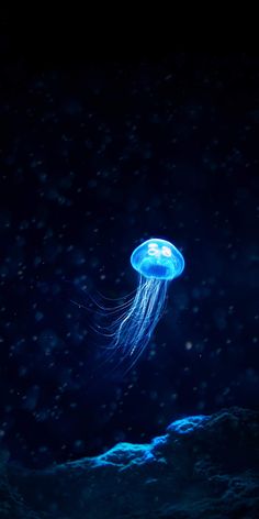 a blue jellyfish floating in the ocean at night