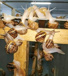 several snails crawling on the side of a wooden cross