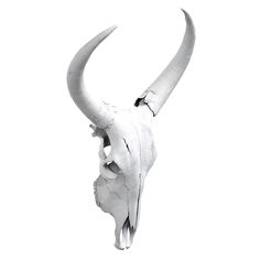 an animal skull with long horns on a white background