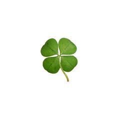 a four leaf clover on a white background