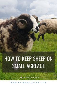 sheep grazing on green grass with text overlay reading how to keep sheep on small acreage