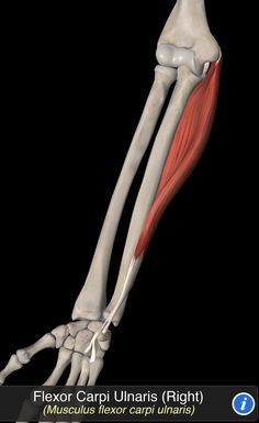 the muscles are shown in this image with caption for each part of the arm