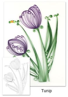 two purple flowers are next to each other on a white background with the words tulip