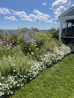 the garden is full of white flowers and green grass, with blue skies in the background