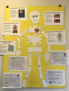 a bulletin board with information about the human body