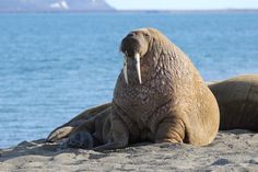 two walpopos sitting on the beach with their long tusks sticking out