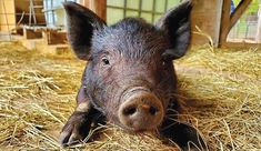 a small pig laying on top of dry grass