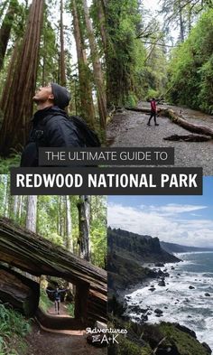 the ultimate guide to redwood national park with pictures of people walking and hiking in the woods