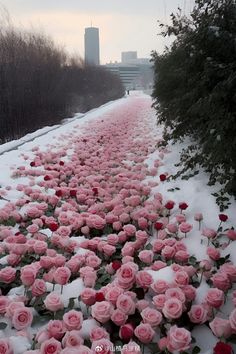 many pink roses are growing in the snow