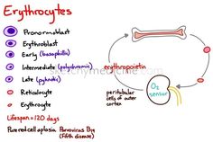 a diagram showing the different types of erythronotes