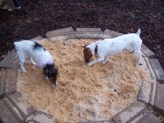 two small dogs playing in the sand on a brick fire pit with people standing around