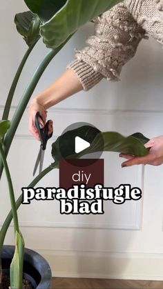 someone is cutting up a plant with scissors