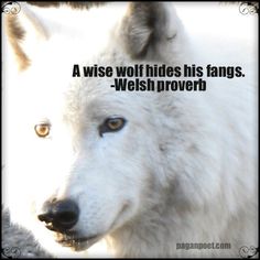 a white wolf with blue eyes and a quote on it's front side that says, a wise wolf hides his fangs - weh proved prove