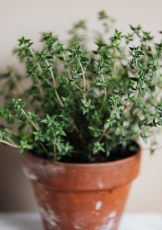 a potted plant sitting on top of a table