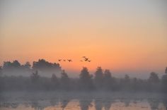 three birds flying in the air over water and trees at sunset with fog around them