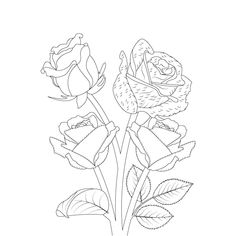 three roses are shown in black and white, one is drawn by hand with a pen