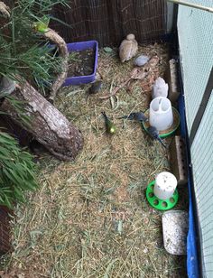 an outdoor area with various items in the dirt and grass, including plastic containers for watering