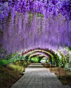 a walkway lined with lots of purple flowers