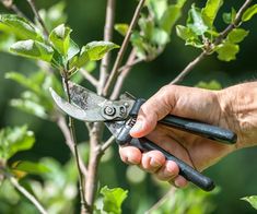 a person holding scissors in their hand while pruning a tree