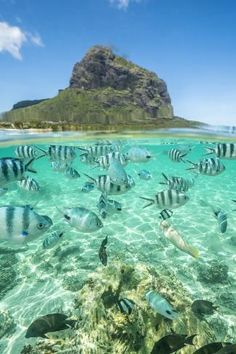 a group of fish swimming in the ocean near a rocky island with an island in the background