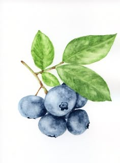 an image of blueberries with green leaves on the top and bottom part of it