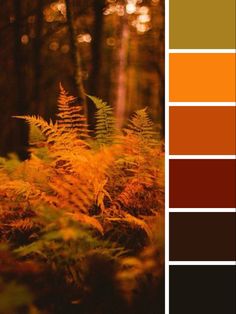 an image of the woods with orange and brown colors in it's palettes