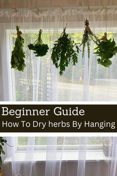 herbs hanging from a window sill with the words beginner guide how to dry herbs by hanging them