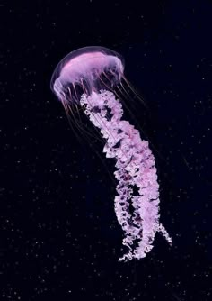 a purple jellyfish floating in the dark water