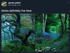 an image of a forest with trees and plants on it's twitter post about fairy land