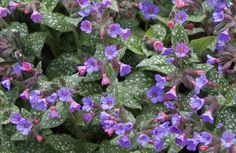 small purple flowers with green leaves in the foreground and on the back ground,