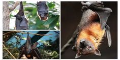 several pictures of bats hanging upside down in the tree tops and below them are three images of different types of bats